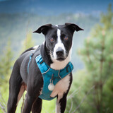 Entry image for Blaze