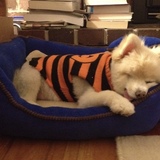 Entry image for Charlie 