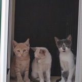 Entry image for Tigger, Mini, and Juliette