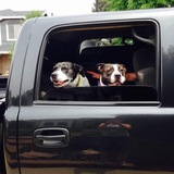 Entry image for Flower and Ellie