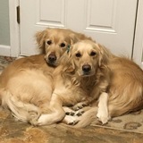 Entry image for Lincoln and Lily