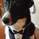 Entry image for Guinness