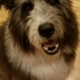 Entry image for Cosmo