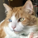 Entry image for Han Solo