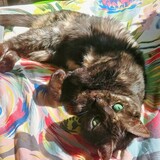 Entry image for Smokey