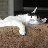 Entry image for Sweetpea