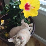 Entry image for Ghost