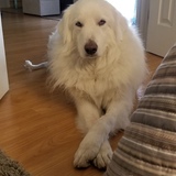 Entry image for Lucas