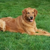 Entry image for Sakari