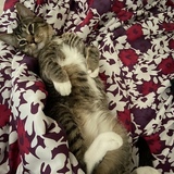 Entry image for Figaro