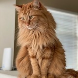 Entry image for Thor