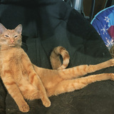 Entry image for Nugget