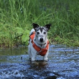 Entry image for Seamus