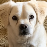 Entry image for Arnie (Arnold Palmer)