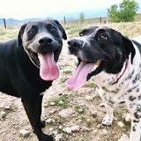 Entry image for Coco & Luna