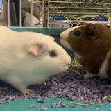 Entry image for Jasmine and Lilly