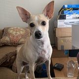 Entry image for Yo-Yo