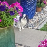 Entry image for Ruby Jubilee 