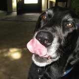 Entry image for Gracie