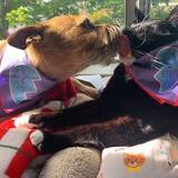 Entry image for Stella and Ceres