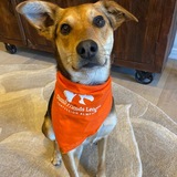 Entry image for Sadie