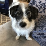 Entry image for Bronco