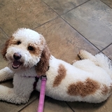 Entry image for Maisie