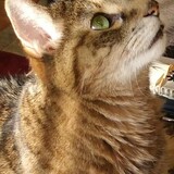 Entry image for Barley