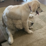 Entry image for Clover 