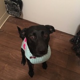 Entry image for Juno 