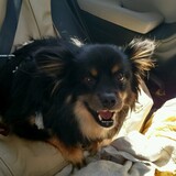 Entry image for Yoda