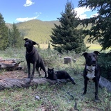 Entry image for Della Mae, Noche and Hank 