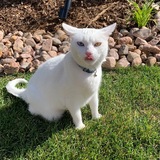 Entry image for Snow