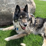 Entry image for Trooper