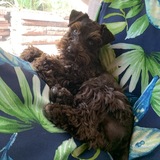 Entry image for Diablo