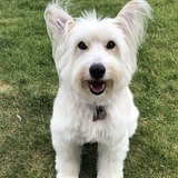 Entry image for Bella