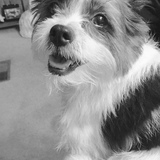 Entry image for Bella