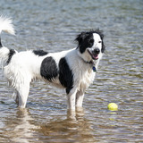 Entry image for Bindie