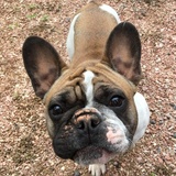 Entry image for Ruby 