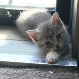 Entry image for Luna Lovegood