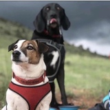 Entry image for Nick is the big dog. Hunter is his smaller brother