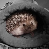 Entry image for Halle