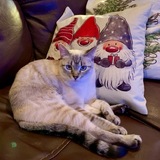 Entry image for Twinkie