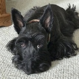 Entry image for Mollie