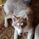 Entry image for Cesar