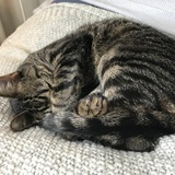 Entry image for Flory