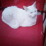 Entry image for Cain