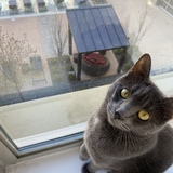 Entry image for Mookie