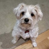 Entry image for Koko