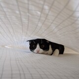 Entry image for Lucy